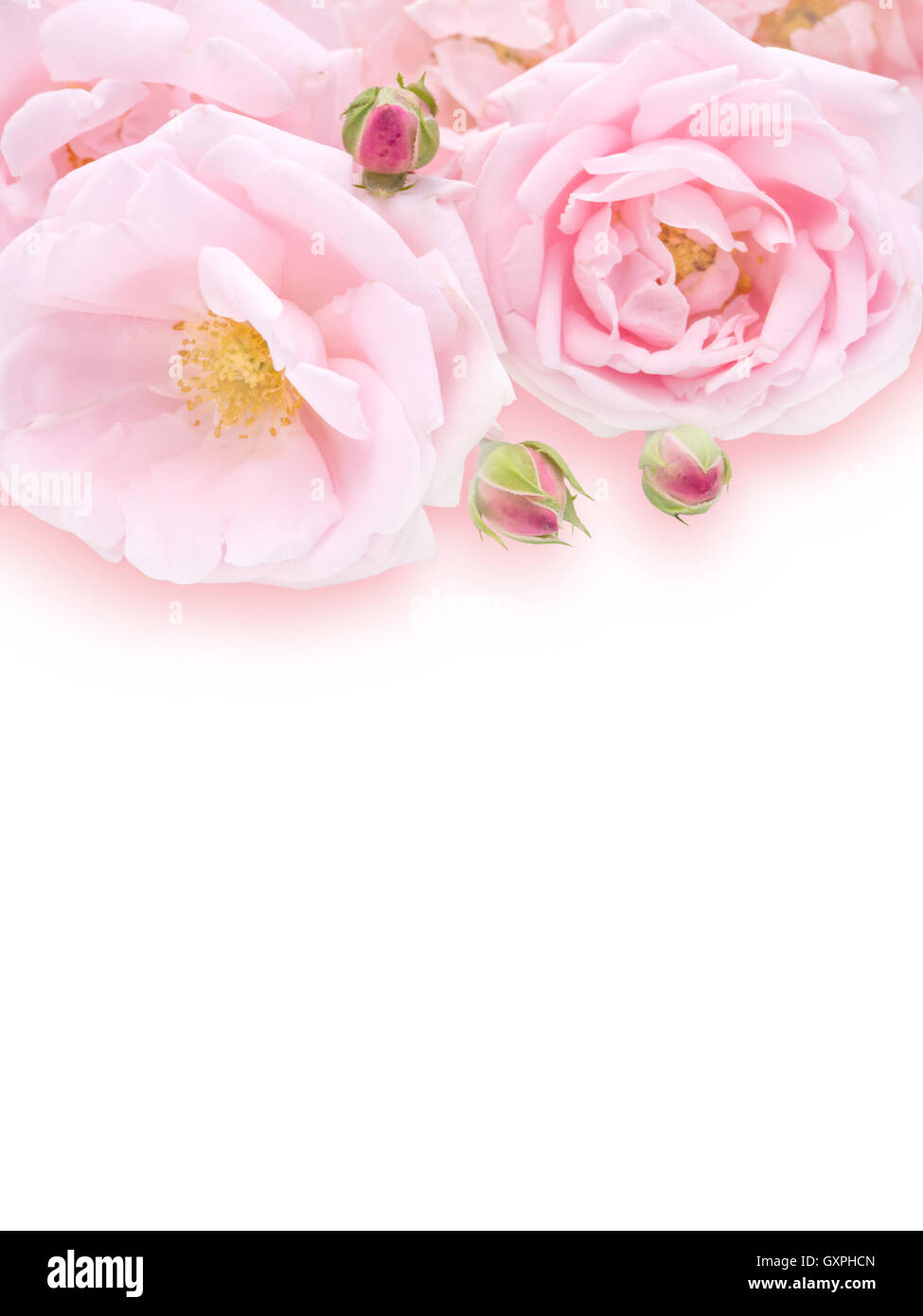 Blass rosa Rosen auf dem weißen Hintergrund Stockfoto