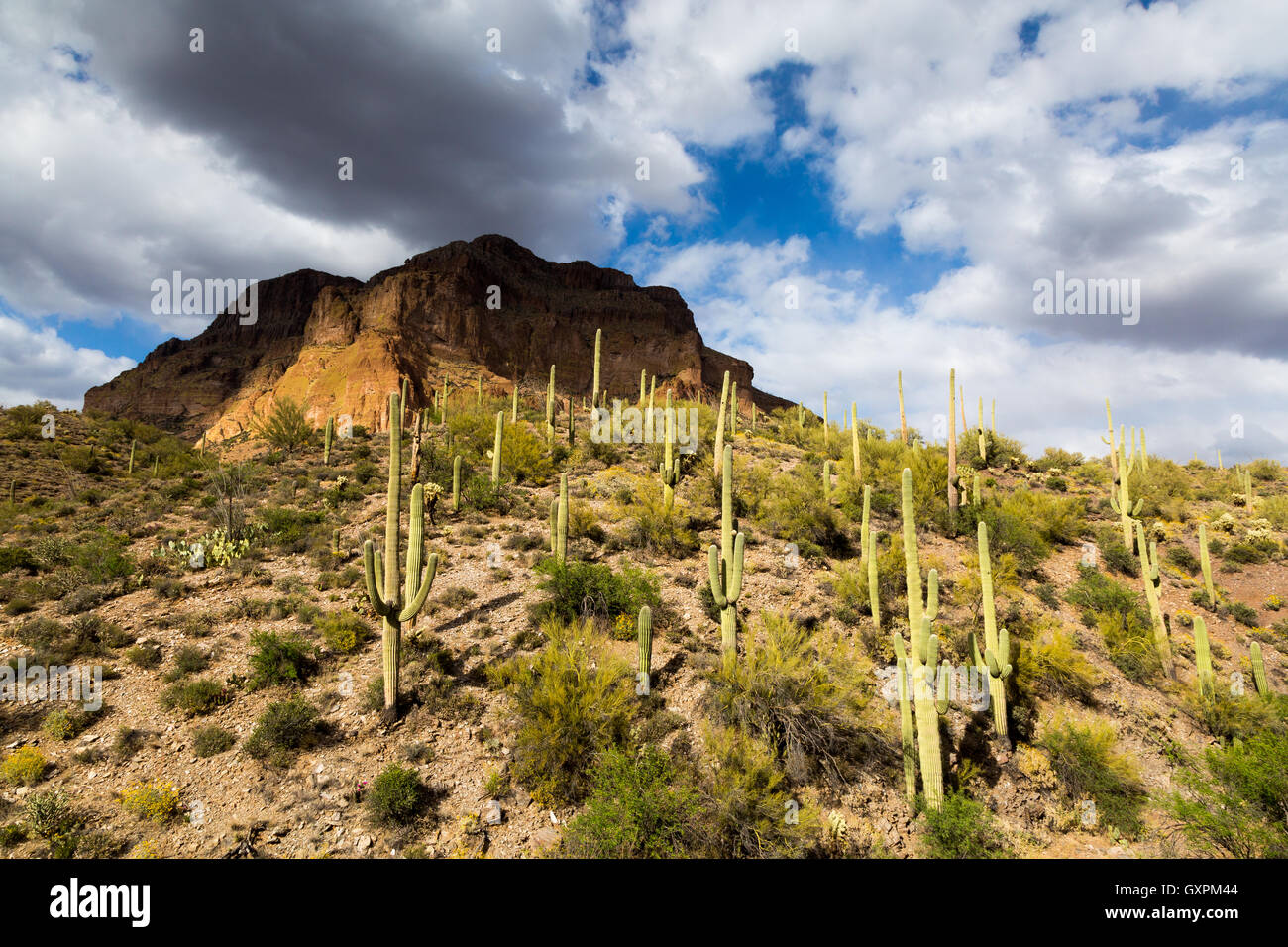 Picketpost Berg über Saguaro-Kaktus und Sonora-Wüste Vegetation in der Nähe von Alamo Canyon in der Nähe. Tonto National Forest, Arizona Stockfoto