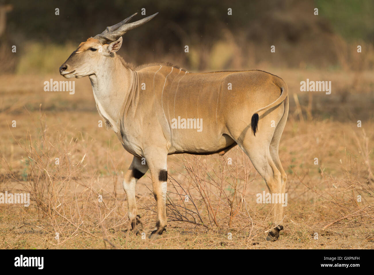 Männliche gemeinsame Eland (Tragelaphus Oryx) Stockfoto