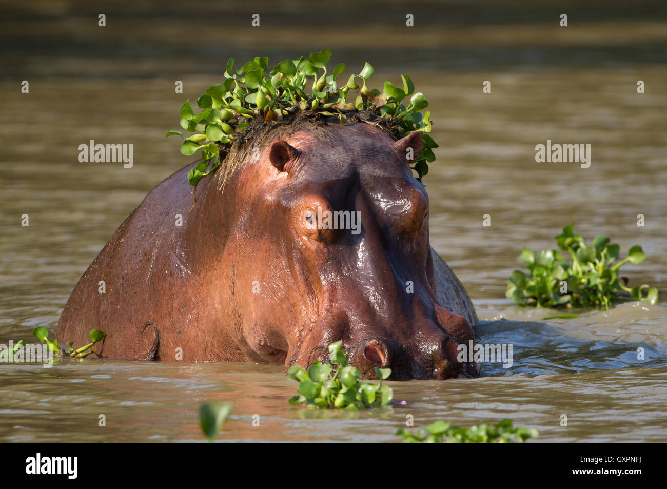 Ein Flusspferd (Hippopotamus Amphibius) halb im Wasser eingetaucht mit gemeinsamen Wasserhyazinthe (Eichhornia Crassipes) auf den Kopf. H Stockfoto