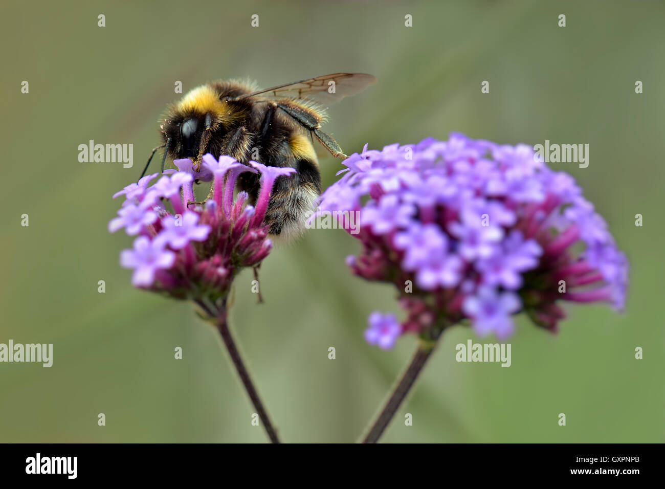 Biene auf Eisenkraut Blume Stockfoto