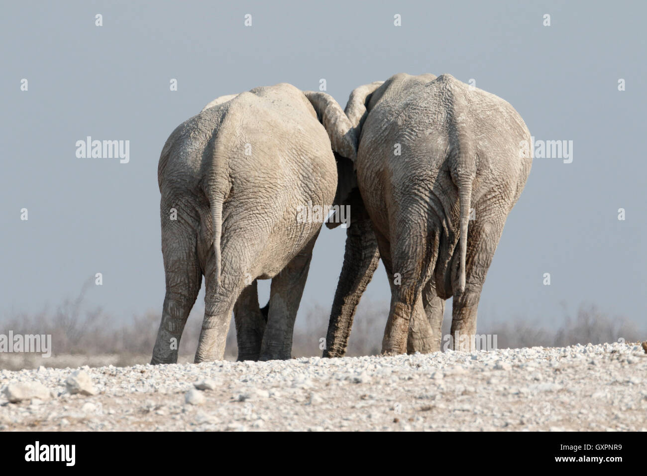 Afrikanischer Elefant, Loxodonta Africana, zwei Säugetiere, Etosha, Namibia, August 2016 Stockfoto