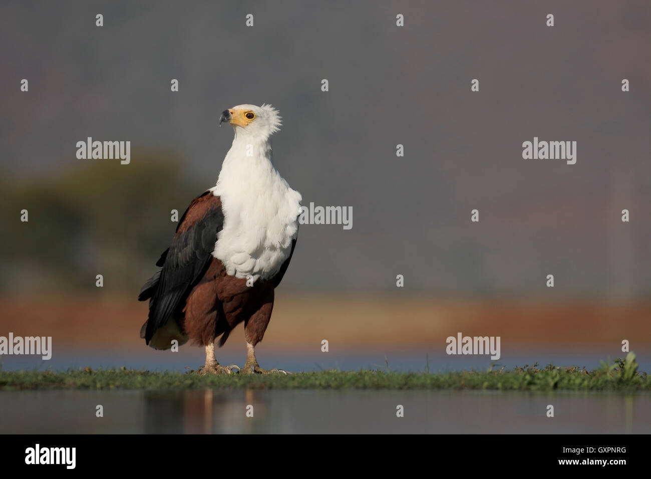 Afrikanischer Fisch-Adler, Haliaeetus Vocifer, einziger Vogel durch Wasser, Südafrika, August 2016 Stockfoto
