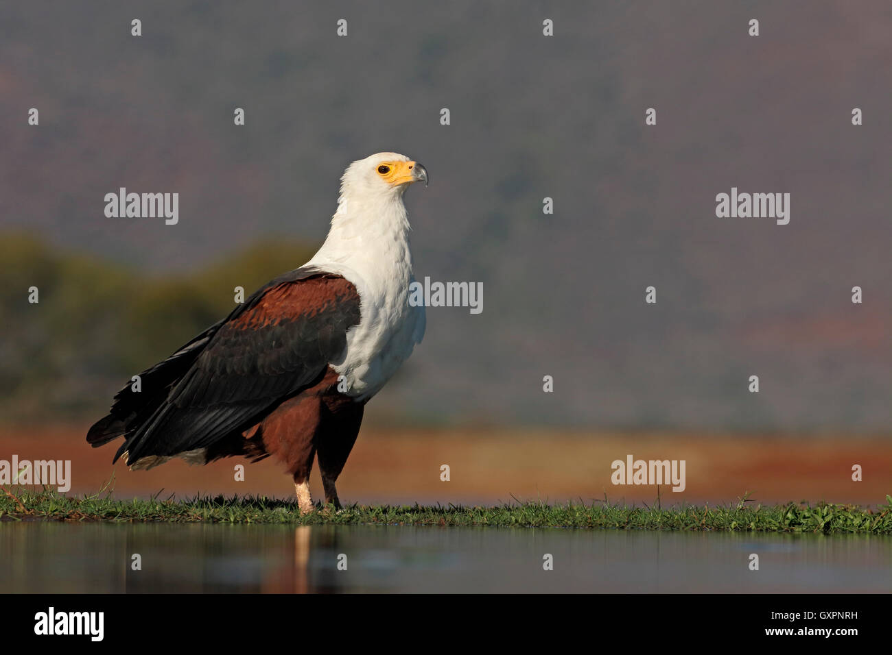 Afrikanischer Fisch-Adler, Haliaeetus Vocifer, einziger Vogel durch Wasser, Südafrika, August 2016 Stockfoto