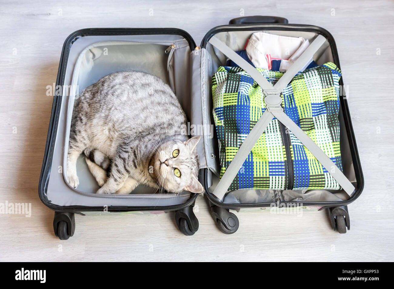 Silber Tabby Katze im gepackten Koffer am Boden liegend Stockfoto