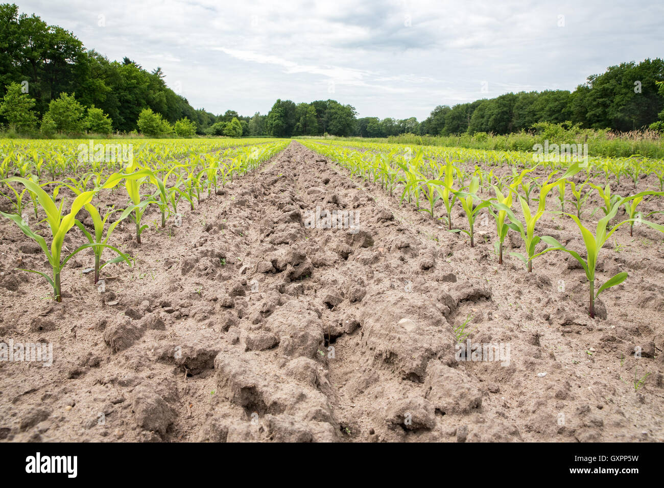 Mais-Feld mit Reihen von Maispflanzen in sandigen Böden Stockfoto