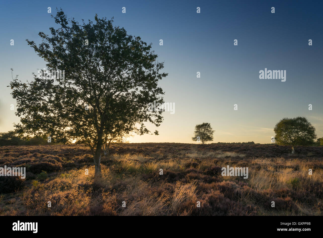 Westleton Heide, Suffolk, Großbritannien, im Spätsommer Stockfoto