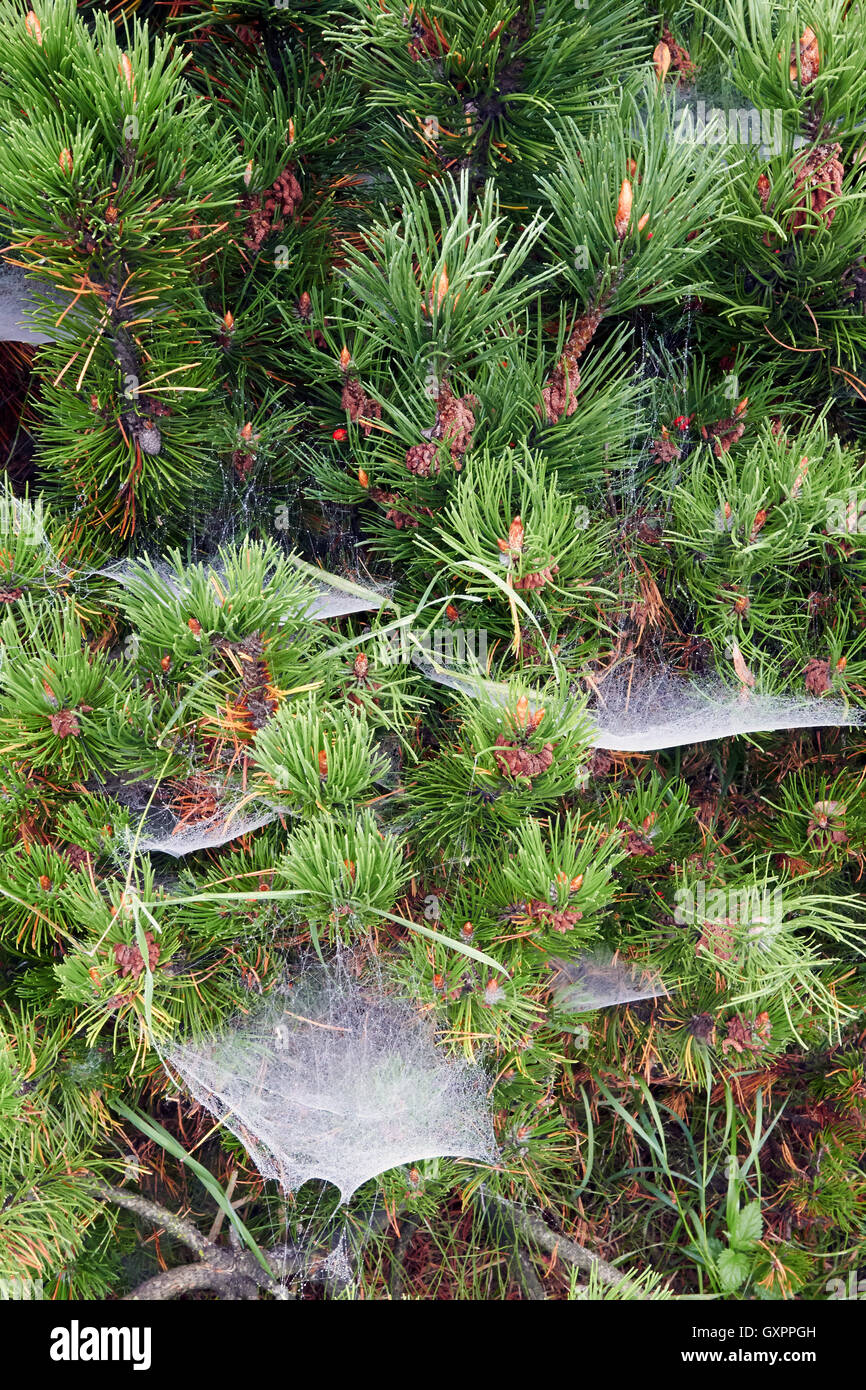 Spinnweben mit Wassertropfen, Finnland Stockfoto