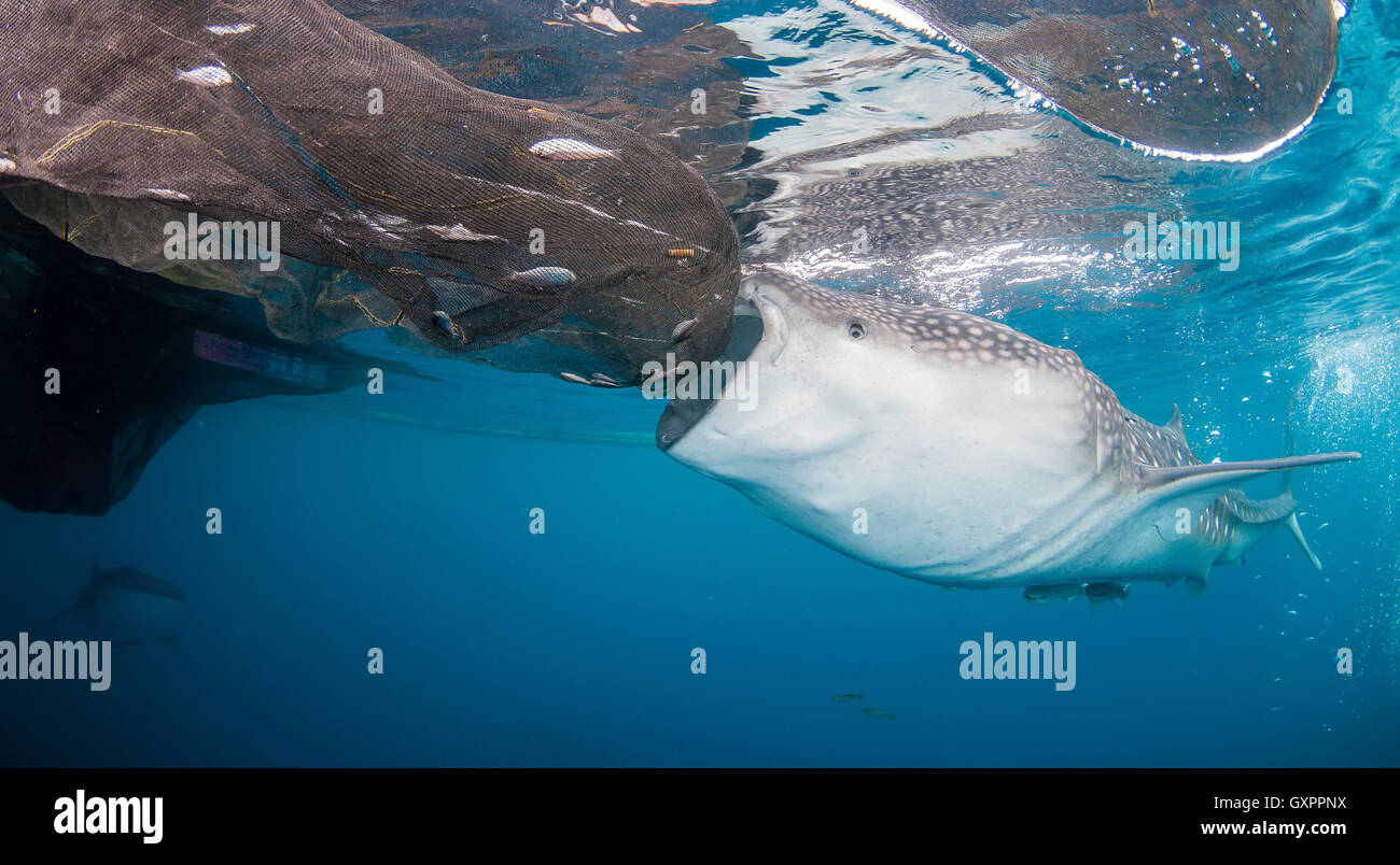 Walhai versuchen, die Fischernetze aus, um von einer schwimmenden Plattform Fischen ernähren, cenderawasih Bay, Indonesien. Stockfoto