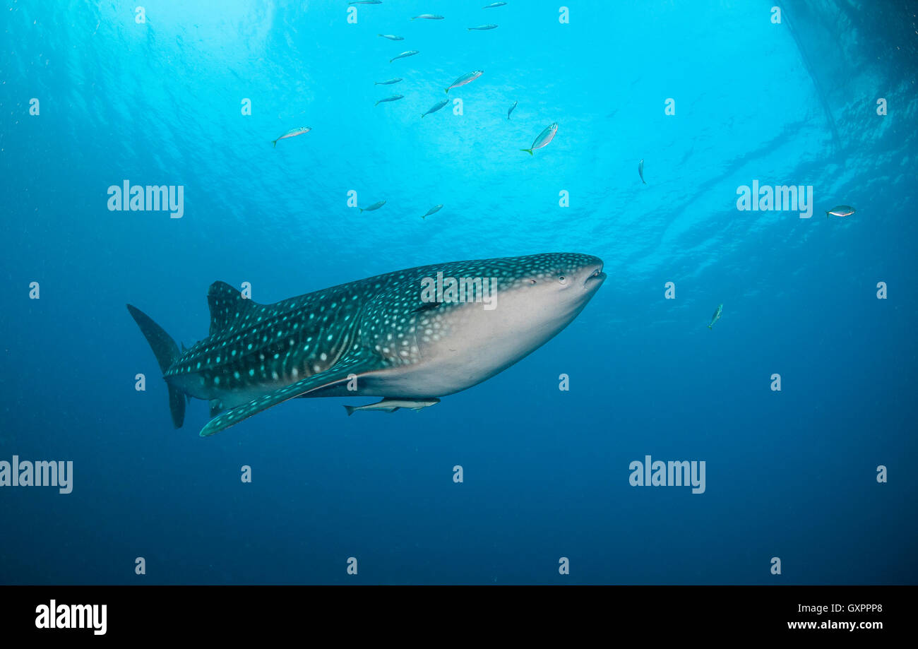 Unterwasser-Blick von Whalesharks Fütterung in der Cenderawasih Bay West Papua Indonesien Stockfoto