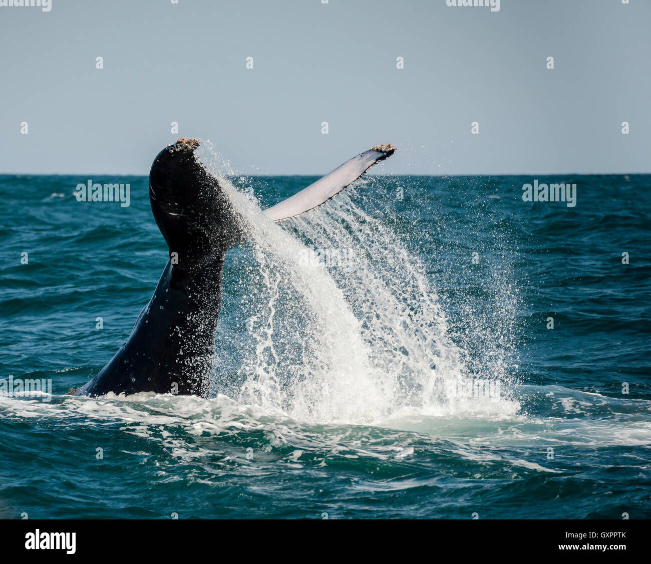 Humpback Whale Tail Ohrfeigen während der jährlichen Migration nördlich entlang der Küste von Süd Afrika. Stockfoto