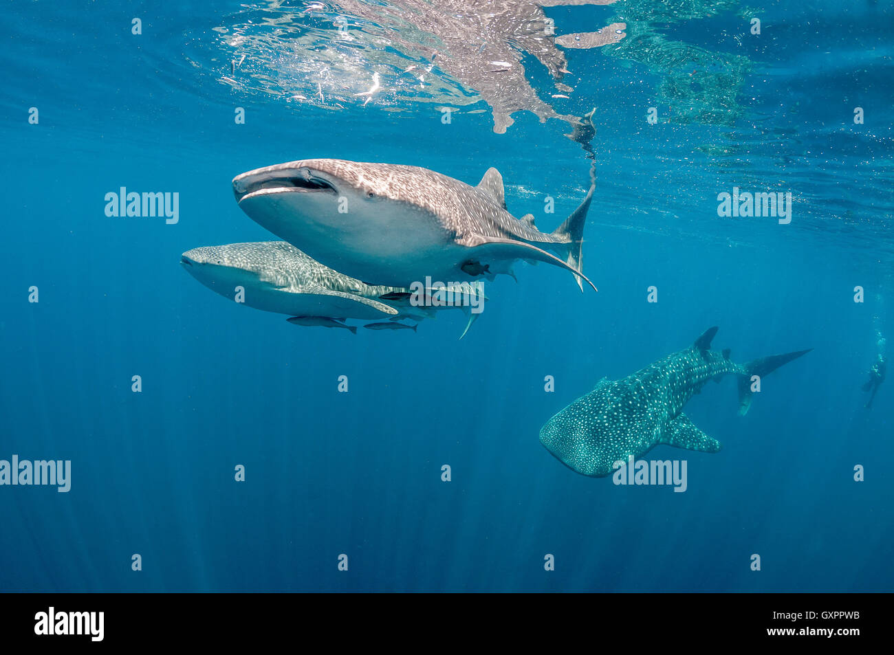 Unterwasser-Blick von Whalesharks Fütterung in der Cenderawasih Bay West Papua Indonesien Stockfoto