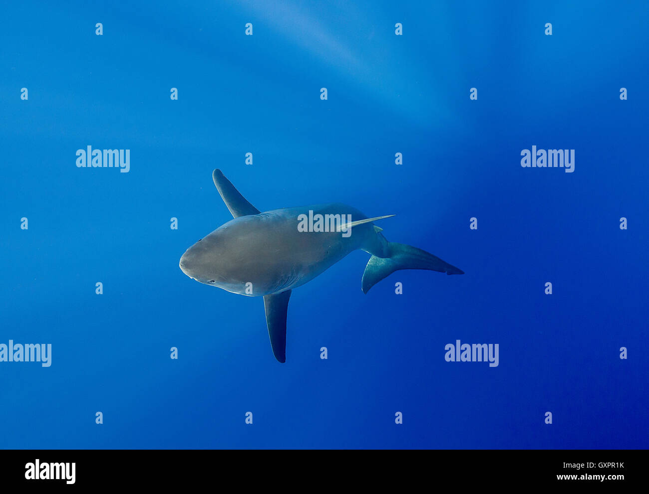 Großer weißer Hai Unterwasser Insel Guadalupe Mexiko. Stockfoto