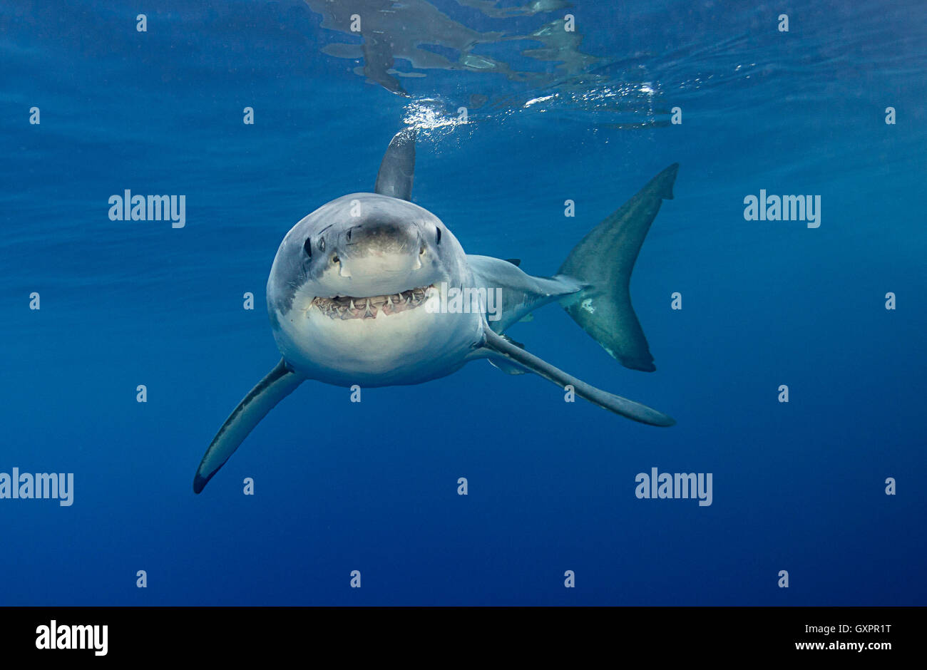 Großer weißer Hai Unterwasser Insel Guadalupe Mexiko. Stockfoto