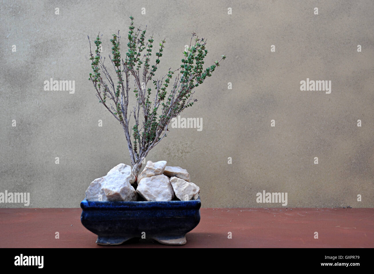 Bonsai thyme -Fotos und -Bildmaterial in hoher Auflsung  Alamy