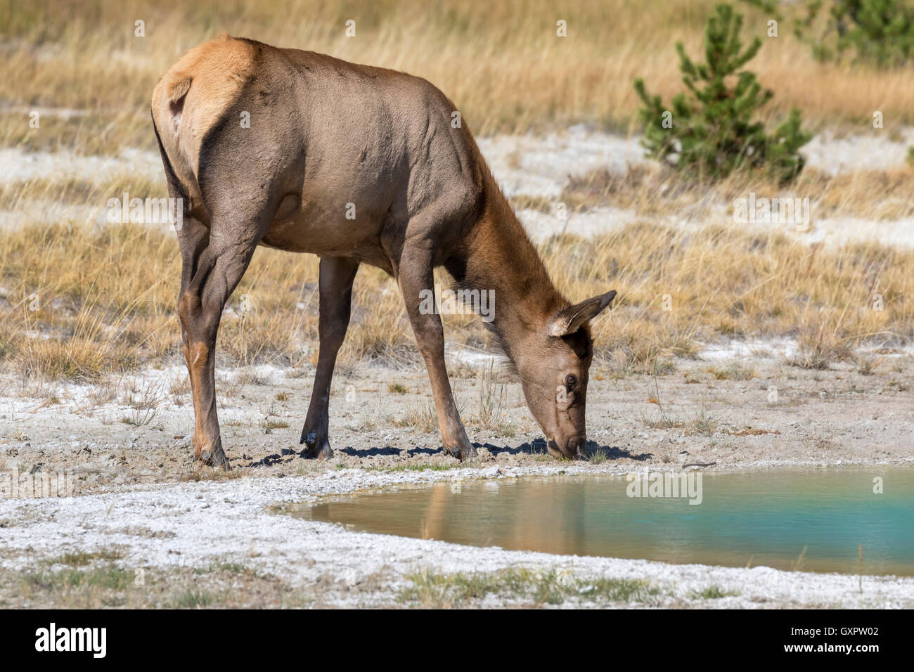 Amerikanische elk (Cervus canadensis) weibliche Weiden neben einer Thermalquelle, Yellowstone National Park, Wyoming, USA Stockfoto