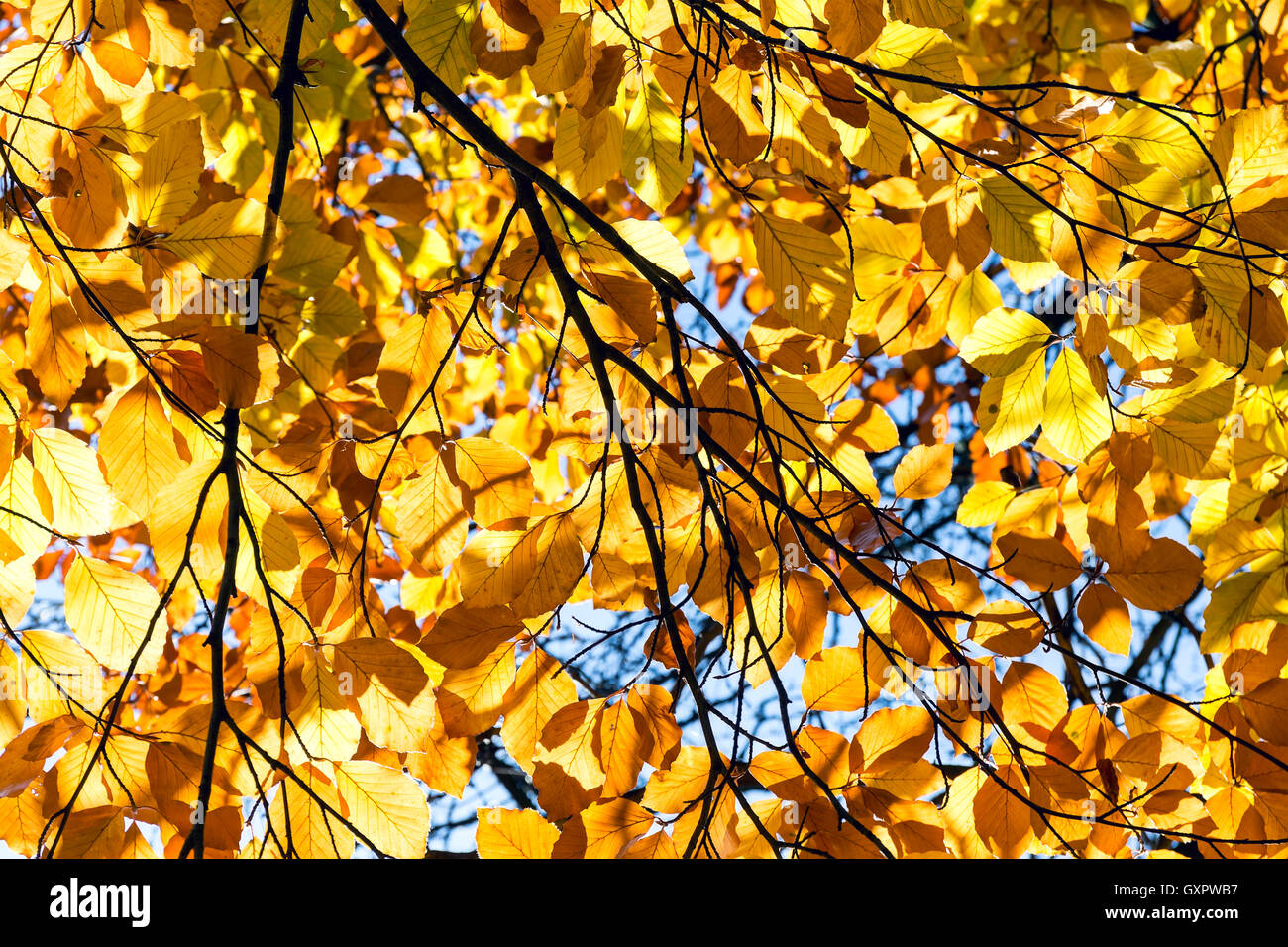Leuchtend gelbe Blätter an den Ästen in den herbstlichen Wald Stockfoto