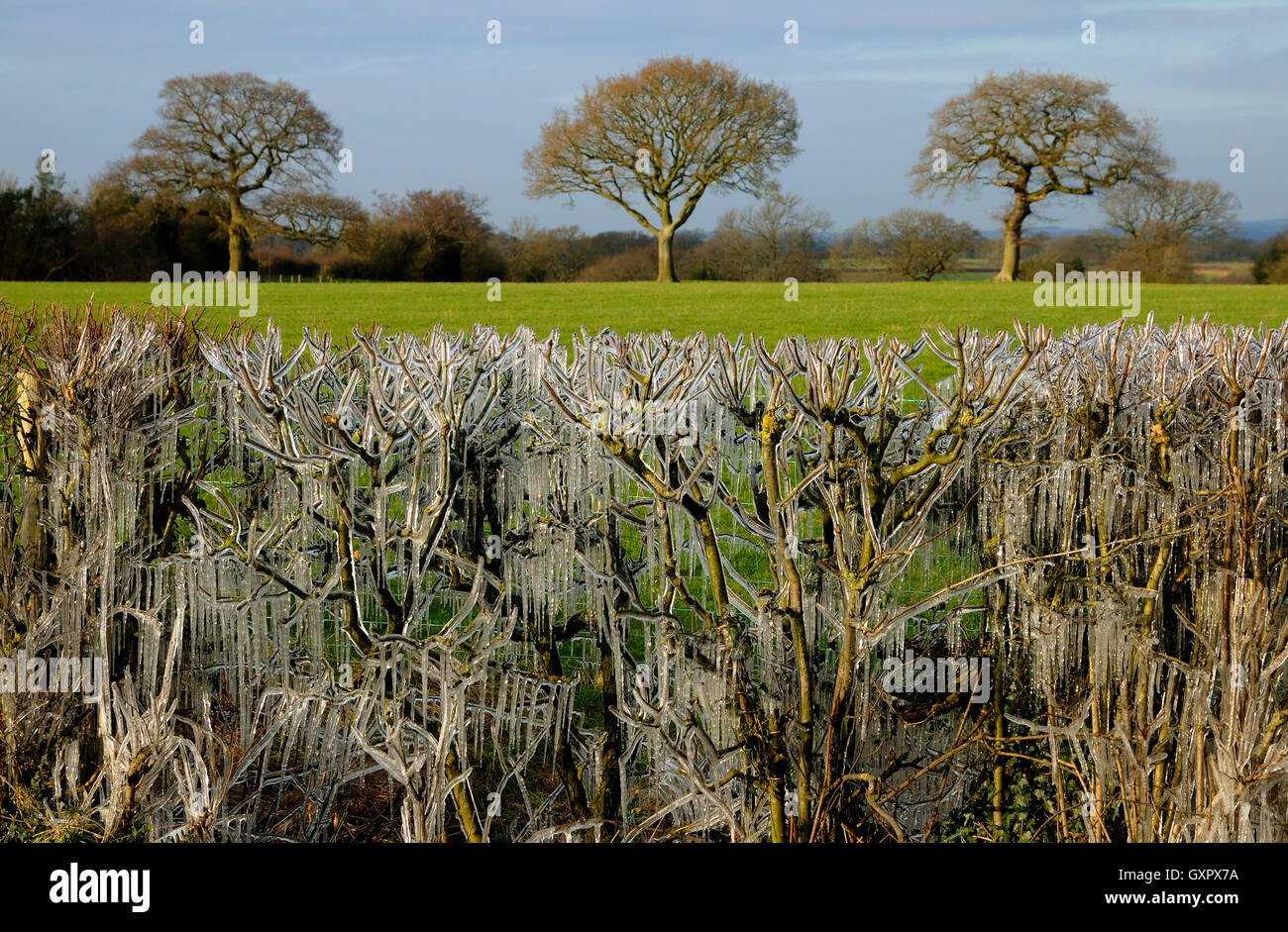 Gefrorene Hecke Stockfoto