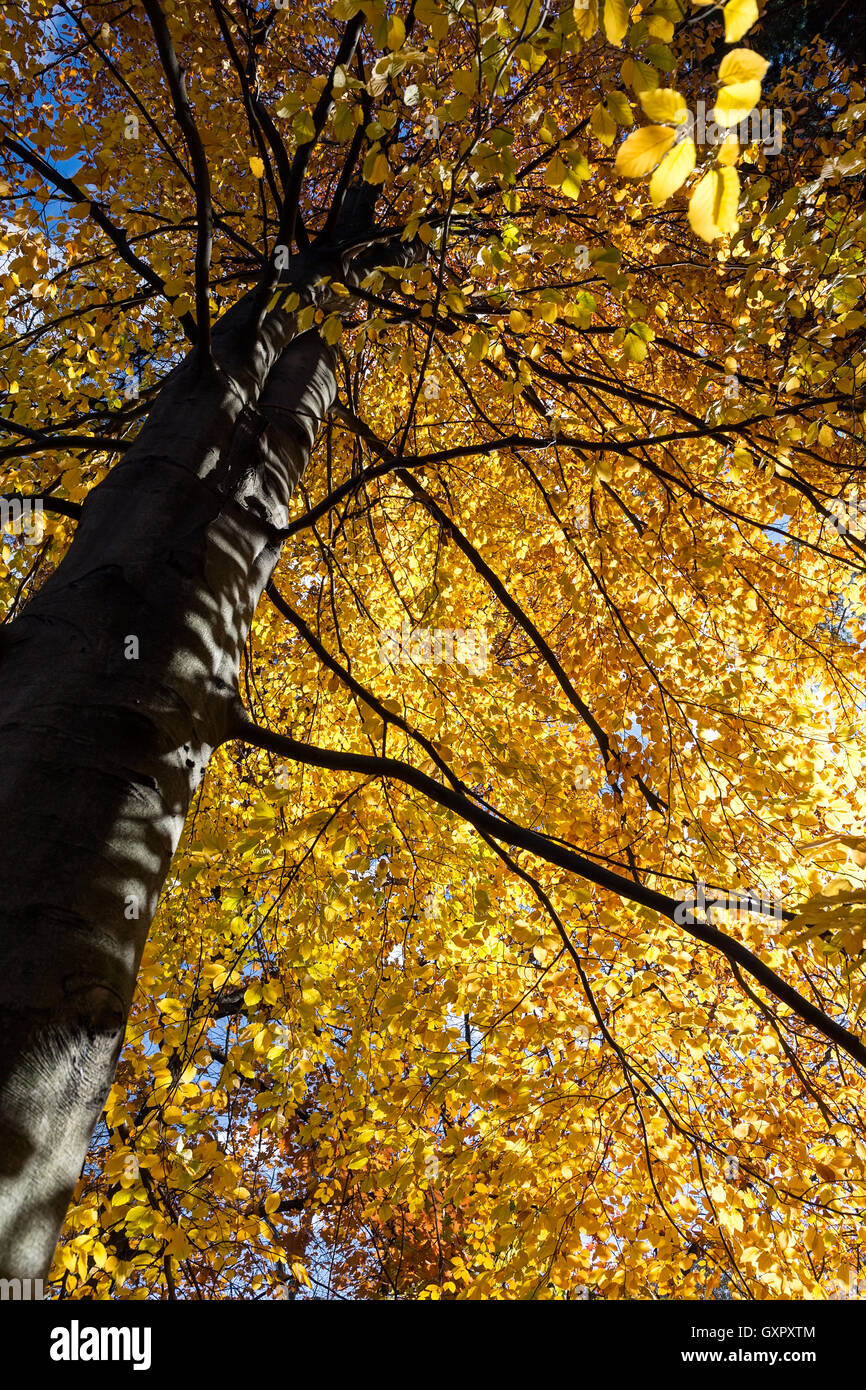 Herbst Baum in einem Wald mit goldenes Laub Stockfoto