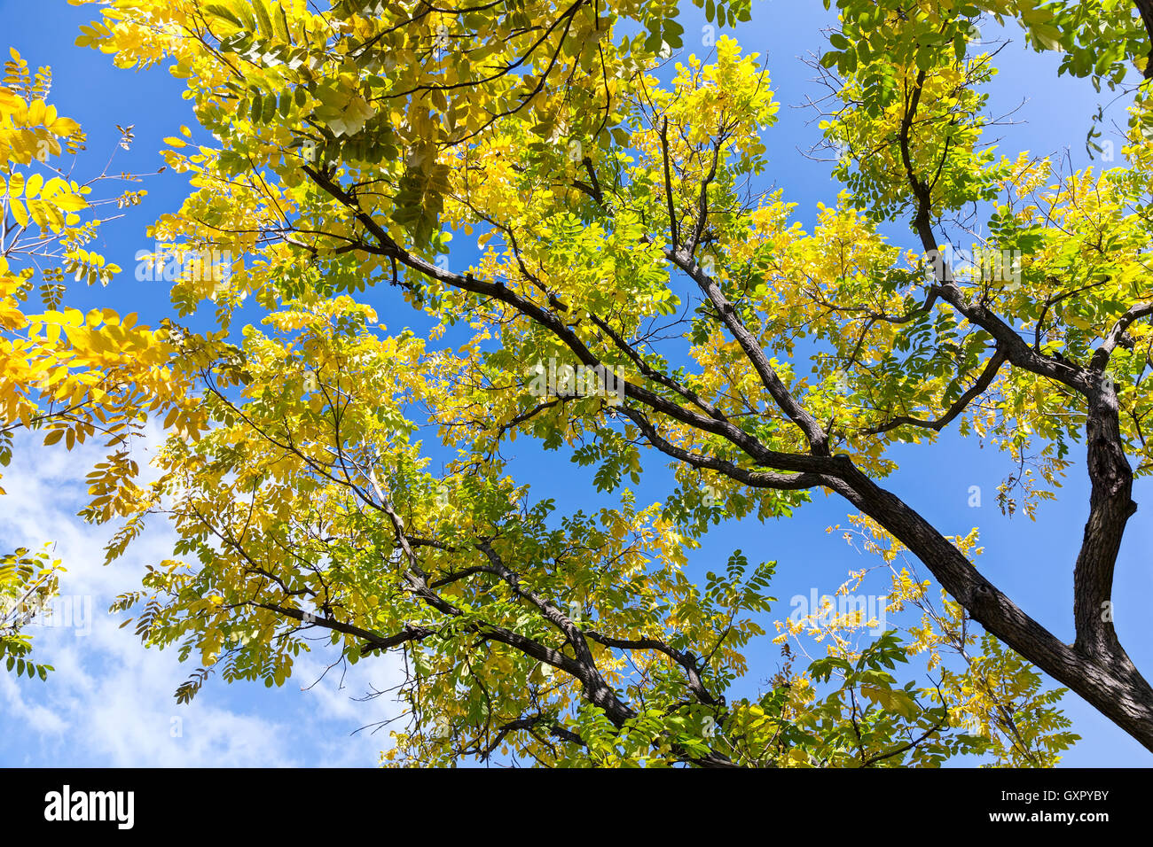 Herbst Baum mit gelben Blättern gegen blauen Himmel Stockfoto