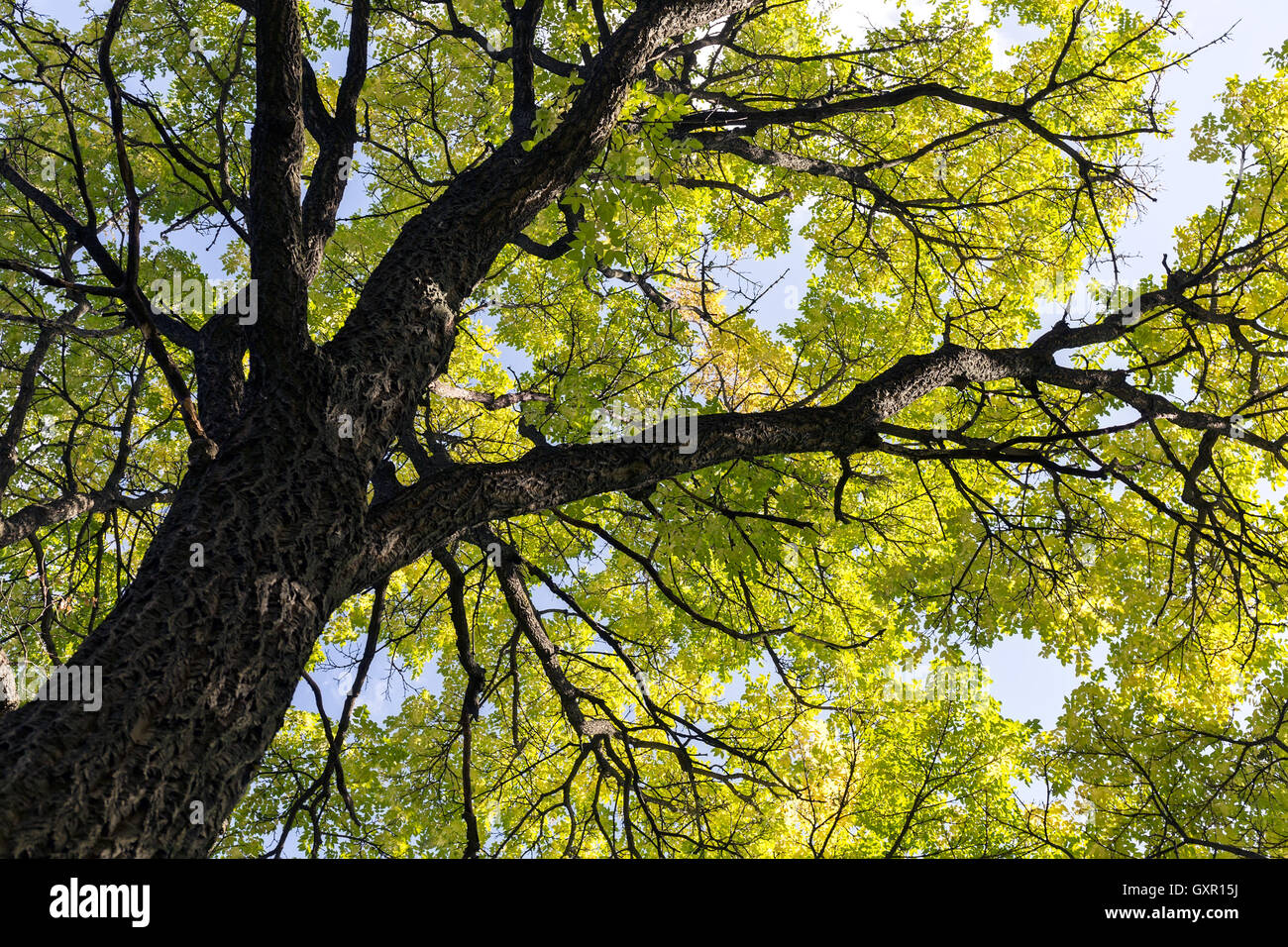Herbstliche Sonne durch das Blätterdach der Bäume im Herbst Stockfoto