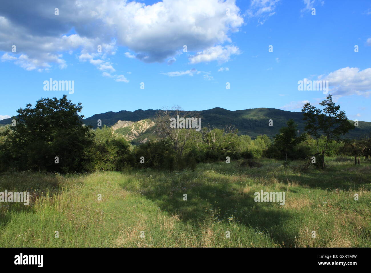 Baum in einem Feld dahinter liegenden Berge Stockfoto