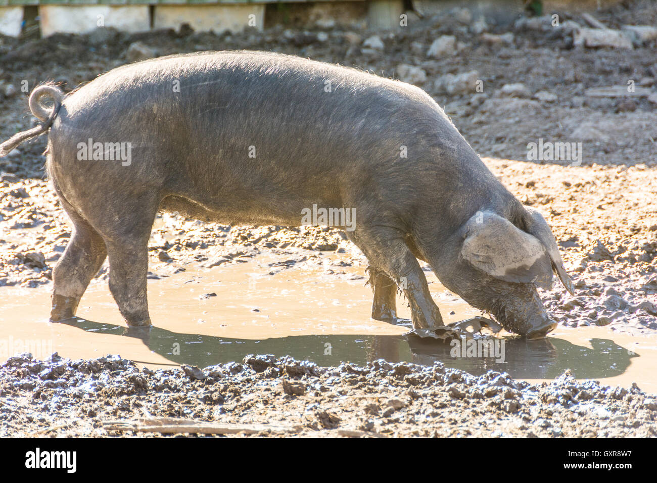 Eine Schweinemast im Freien in seinen Stift Stockfoto