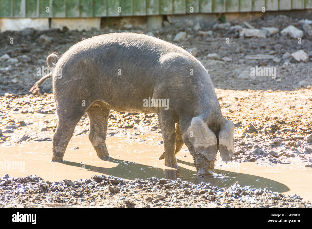 Eine Schweinemast im Freien in seinen Stift Stockfoto