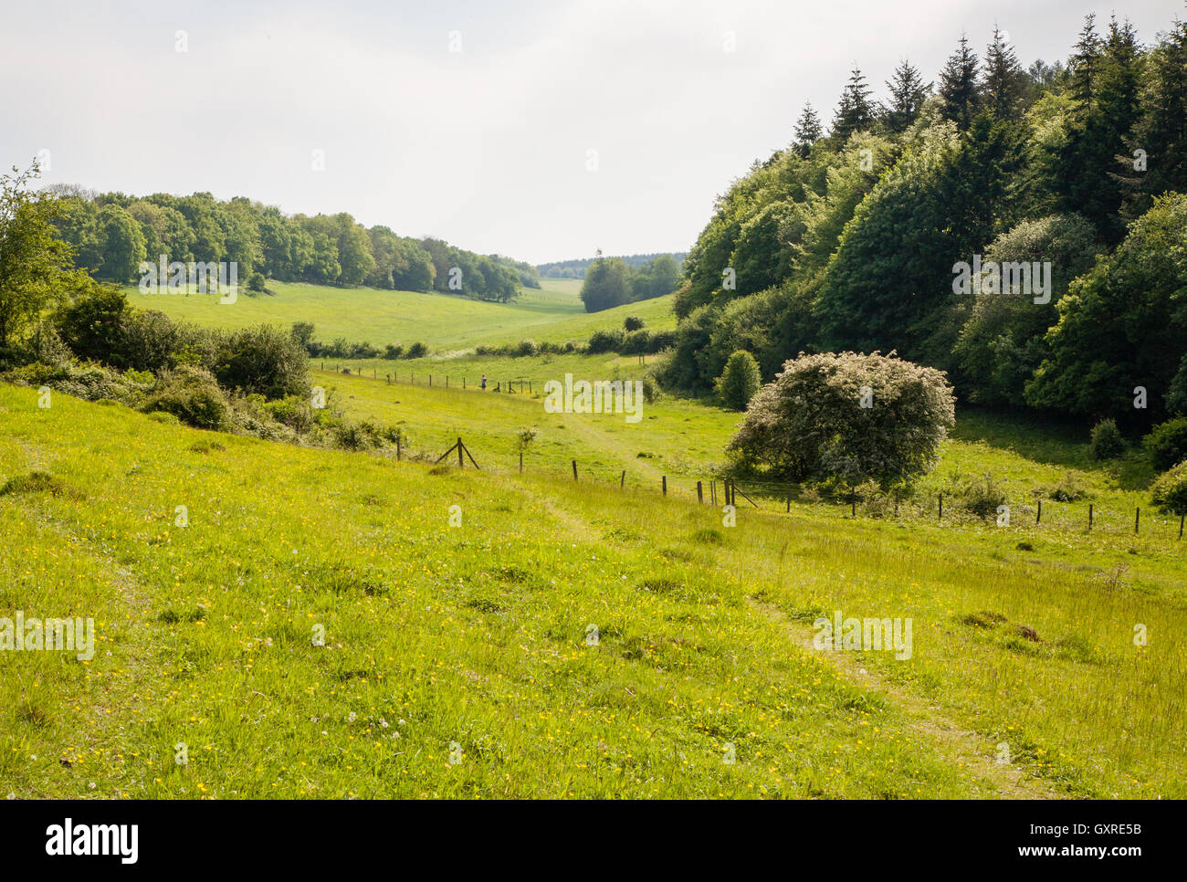 Park Gate unten Wildreservat von Kent Wildlife Trust verwaltet ist die Website von mehreren Arten von seltenen Orchideen Stockfoto