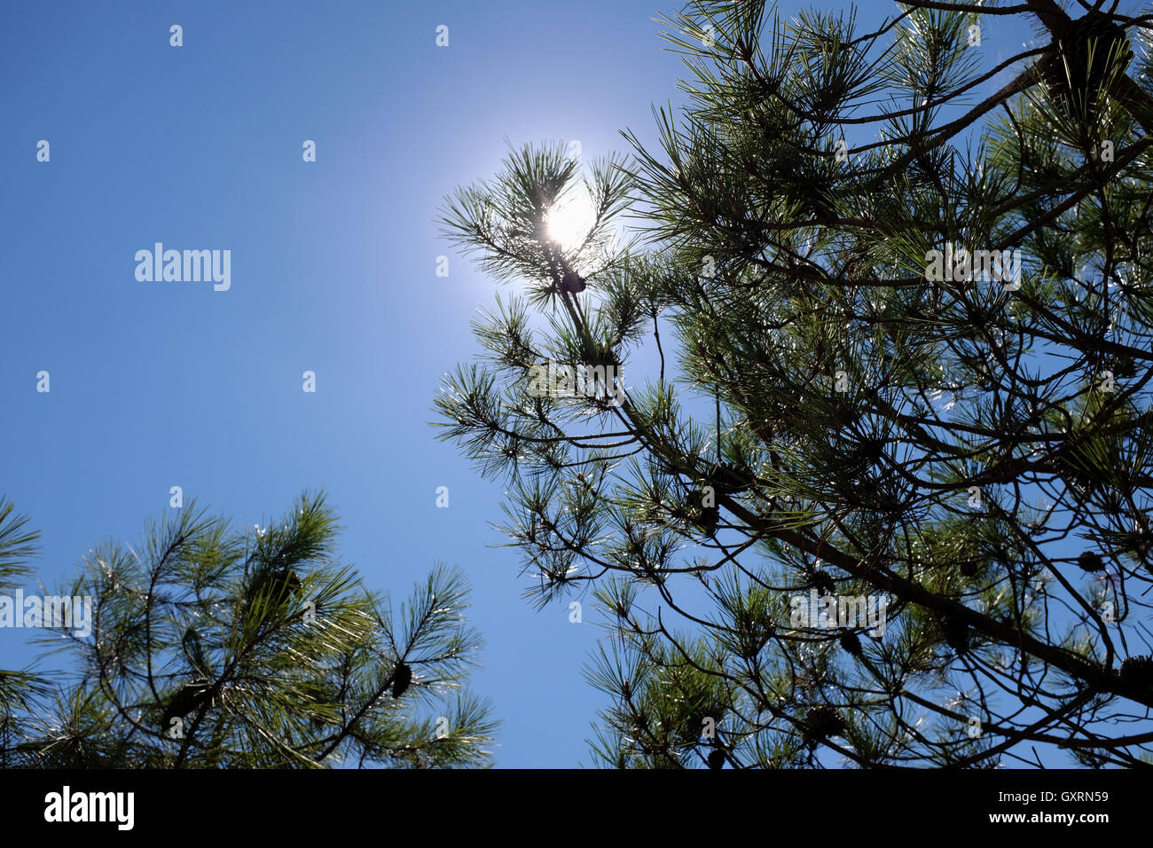 Cap Ferret ist eine Landzunge, befindet sich am südlichen Ende der Gemeinde im französischen Département Gironde Lège-Cap-Ferret Stockfoto