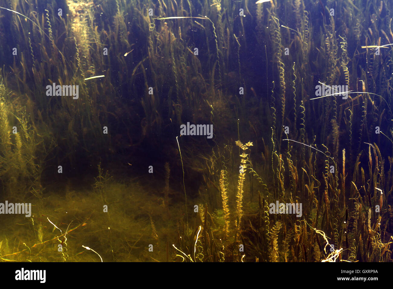 Teich mit algen Fotos und Bildmaterial in hoher Auflösung Alamy