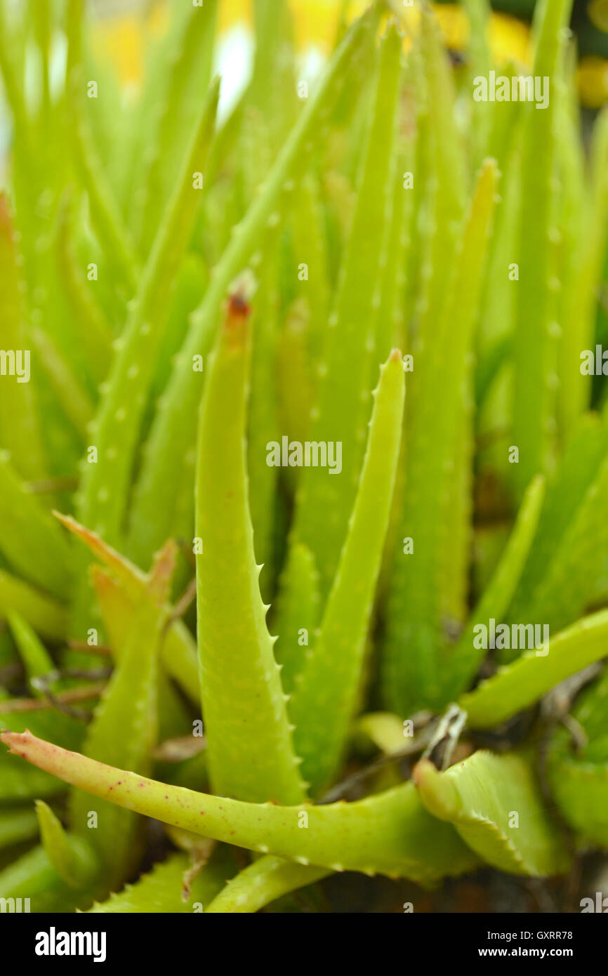 Grün-Aloe vera Stockfoto