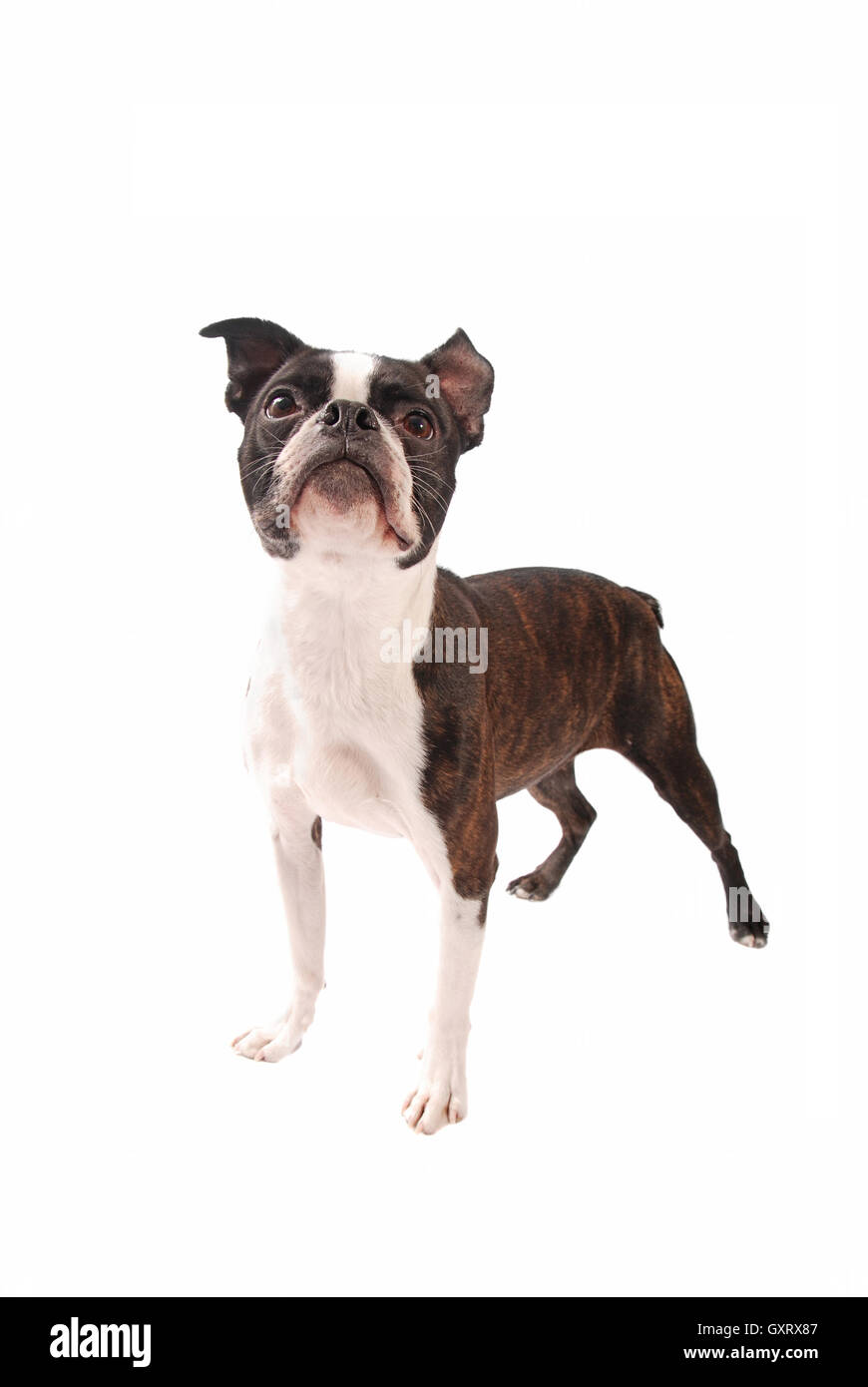 Boston Terrier Hund stehend auf weiß Stockfoto
