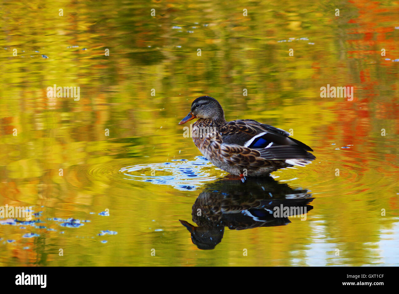 Drake wilde Ente auf dem Wasser des Sees, wo das Herbstlaub reflektiert Stockfoto
