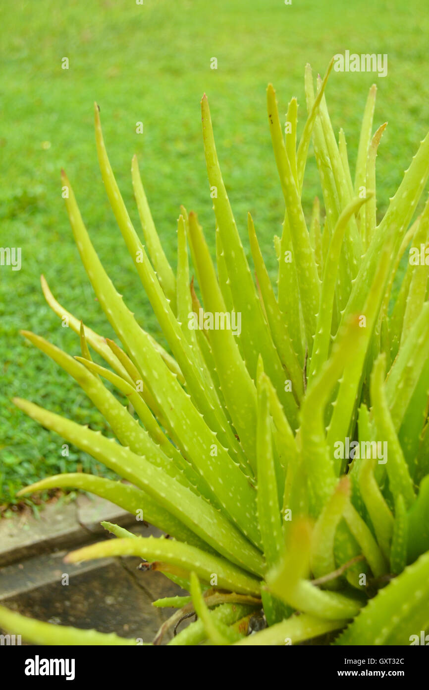 Grün-Aloe vera Stockfoto