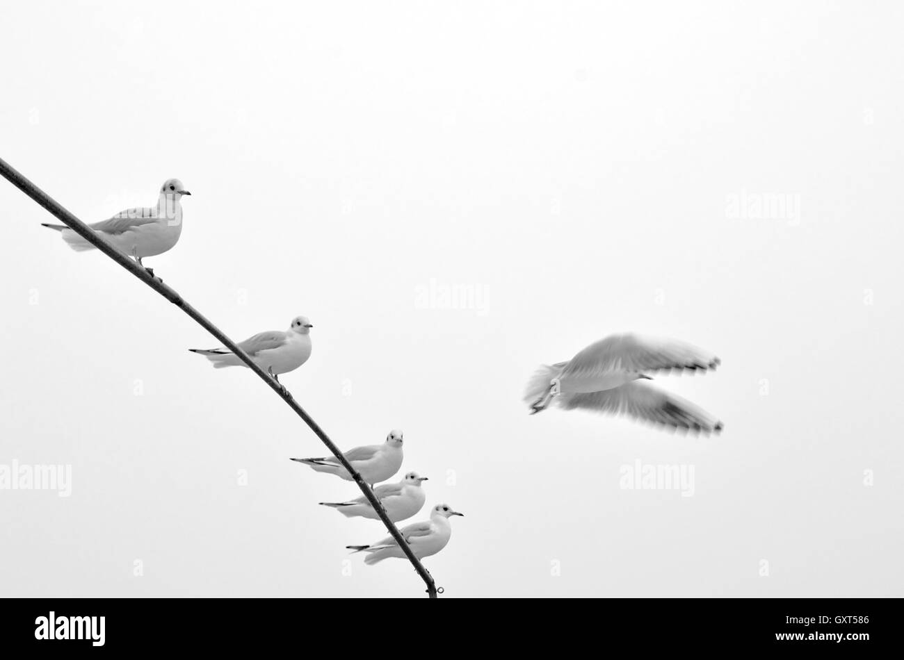 Möwen bereit, in den Himmel fliegen Stockfoto Möwen bereit, in den Himmel fliegen Stockfoto