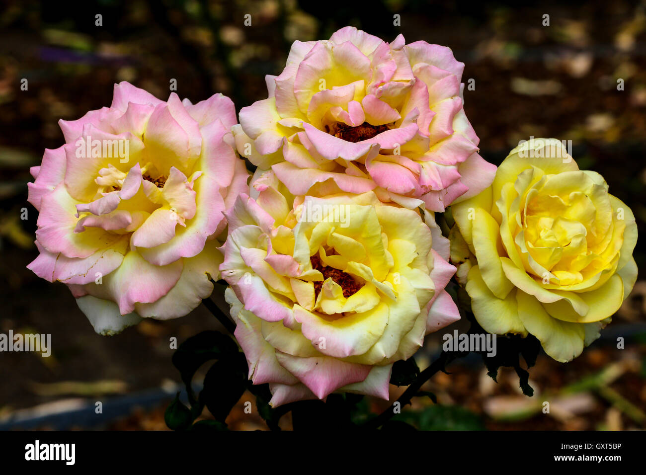 Whtie und gelben Rosen im Garten Stockfoto
