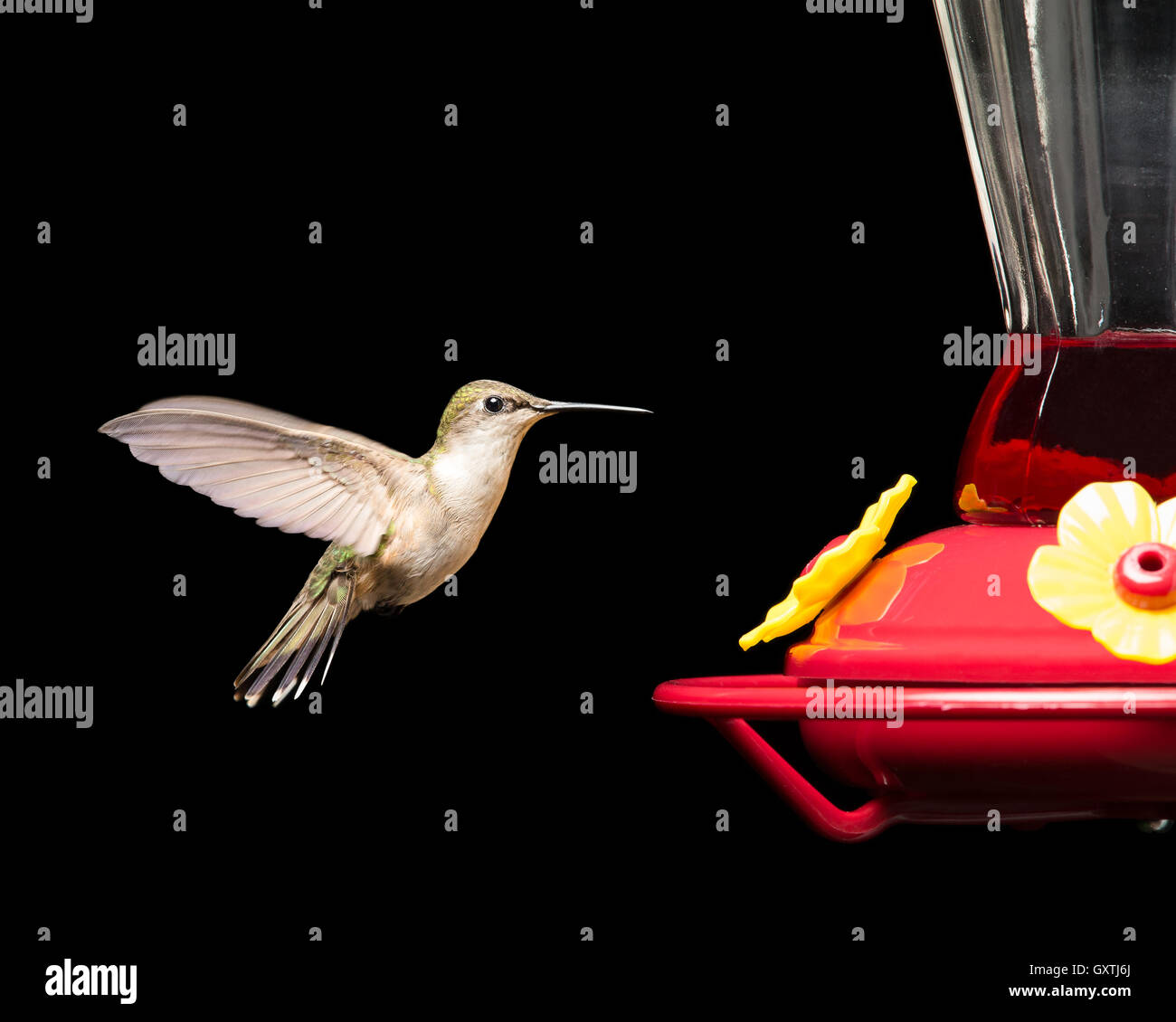 Frau Ruby – Throated Kolibri fliegen in der Nähe von einem roten Feeder.  Lebendige Farben auf schwarz isoliert.  Mit signifikanten Detail hautnah. Stockfoto