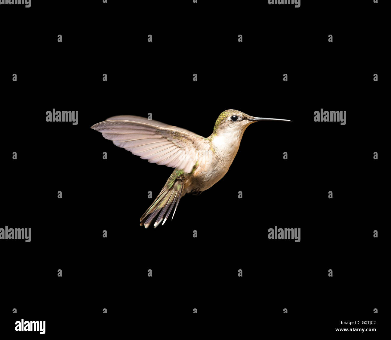 Frau Ruby – Throated Kolibri im Flug und isoliert auf einem schwarzen Hintergrund.  Schließen Sie herauf Bild mit lebendigen Farben. Viele Details Stockfoto