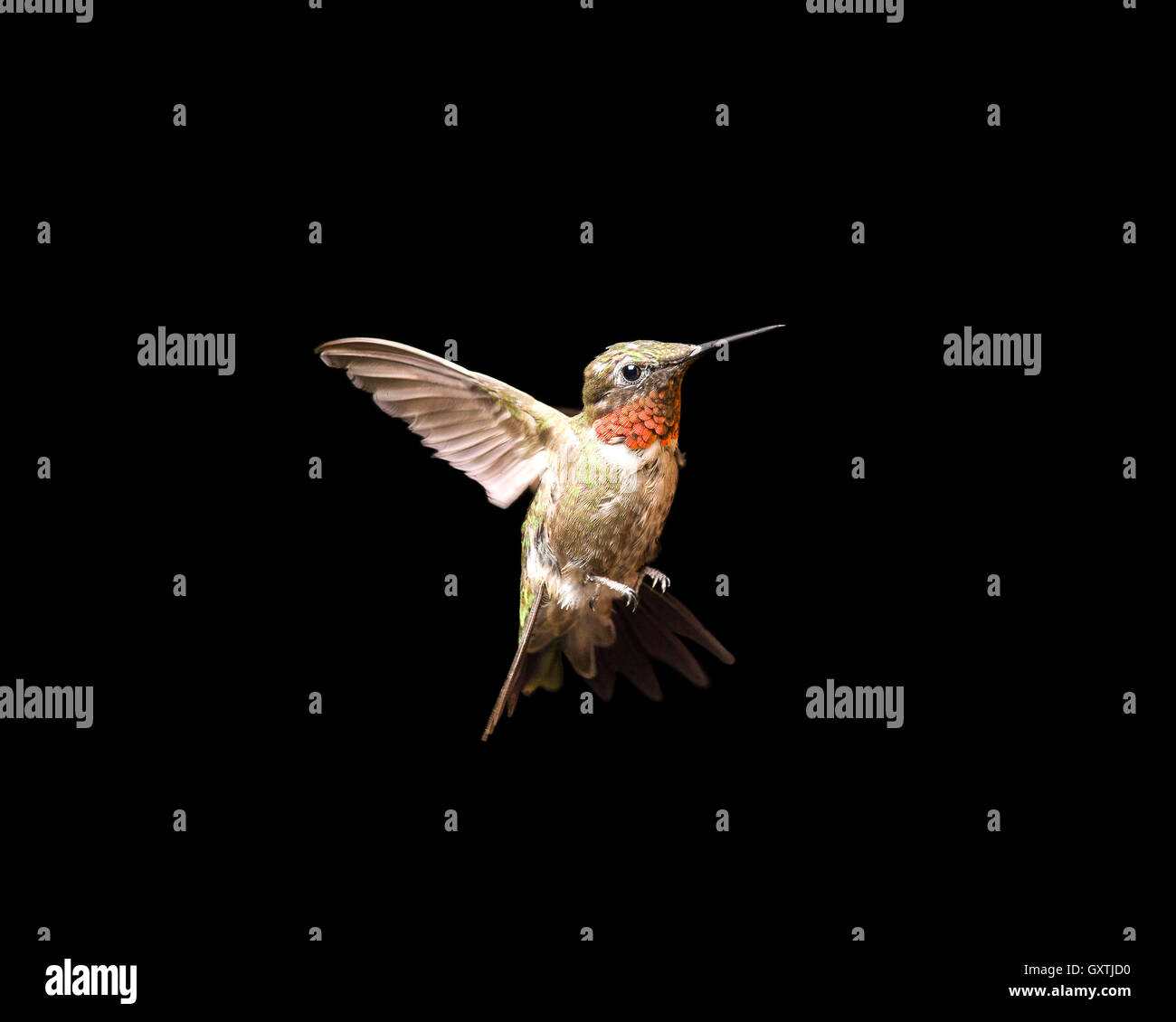 Männliche Ruby – Throated Kolibri im Flug und isoliert auf einem schwarzen Hintergrund.  Schließen Sie herauf Bild mit lebendigen Farben. Viele Details. Stockfoto