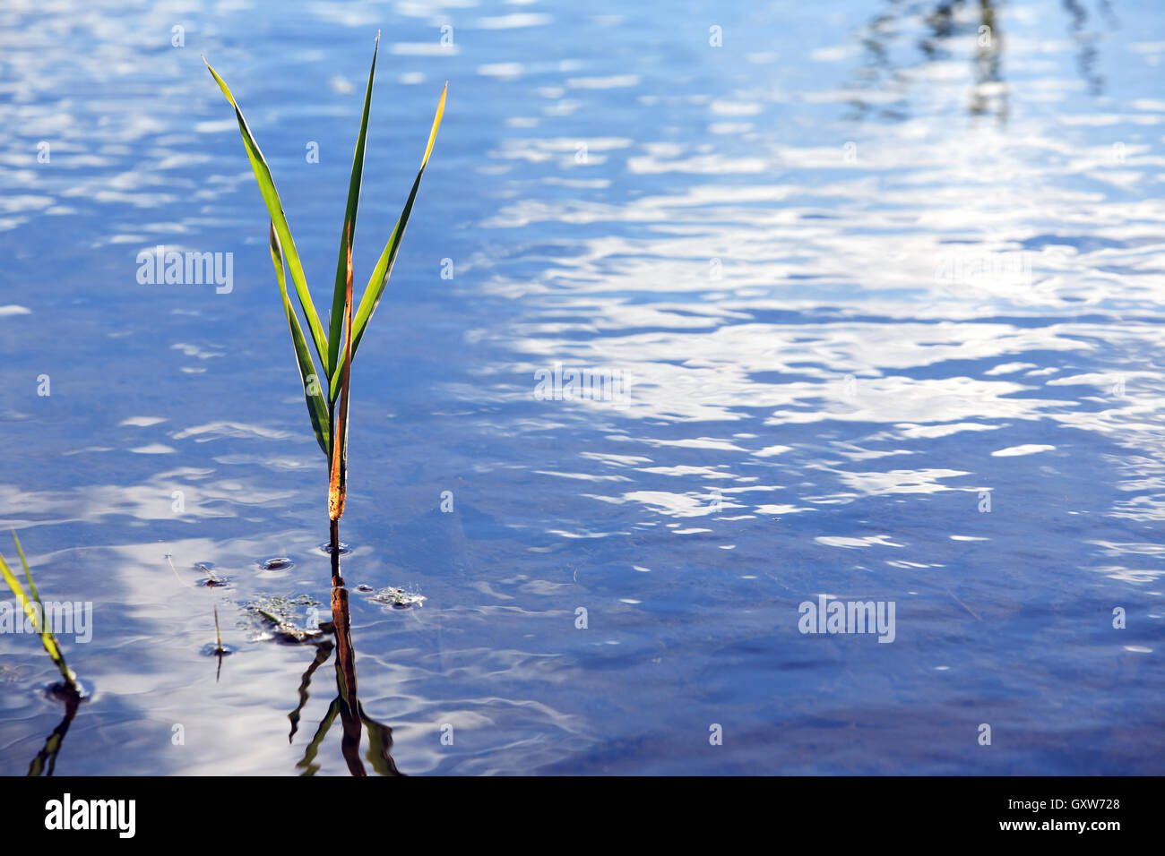 Schilf im Wasser Stockfoto