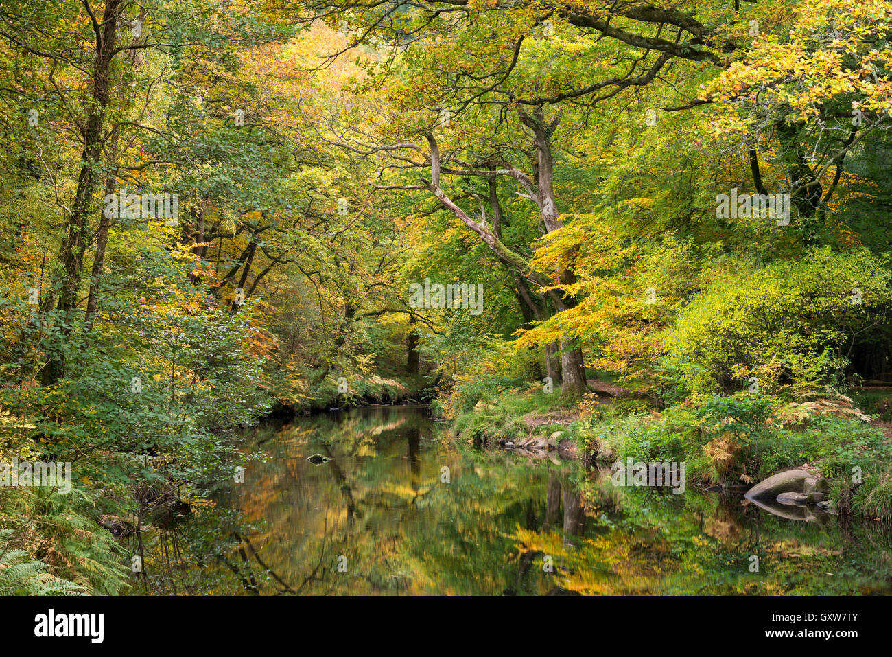 Herbstlaub rund um den Fluß Teign bei Fingle Bridge, Dartmoor, Devon, England. Herbst (Oktober) 2015. Stockfoto