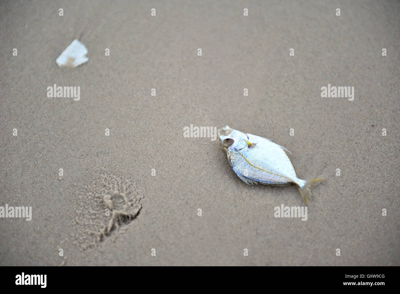Tote Fische an einem Strand Stockfoto
