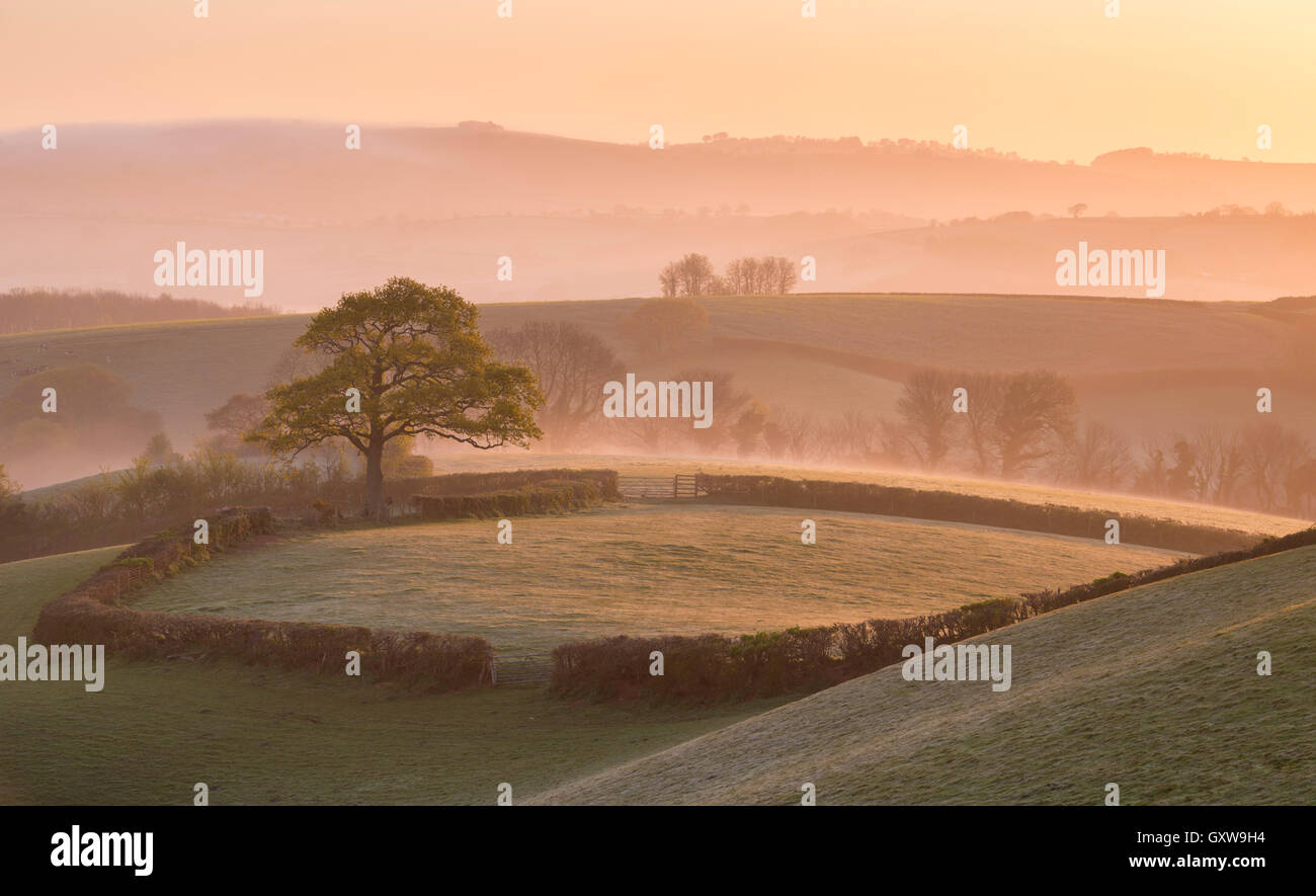 Nebligen Morgen über eine hügelige Landschaft in der Nähe von Crediton, Devon. Frühjahr (Mai) 2016. Stockfoto