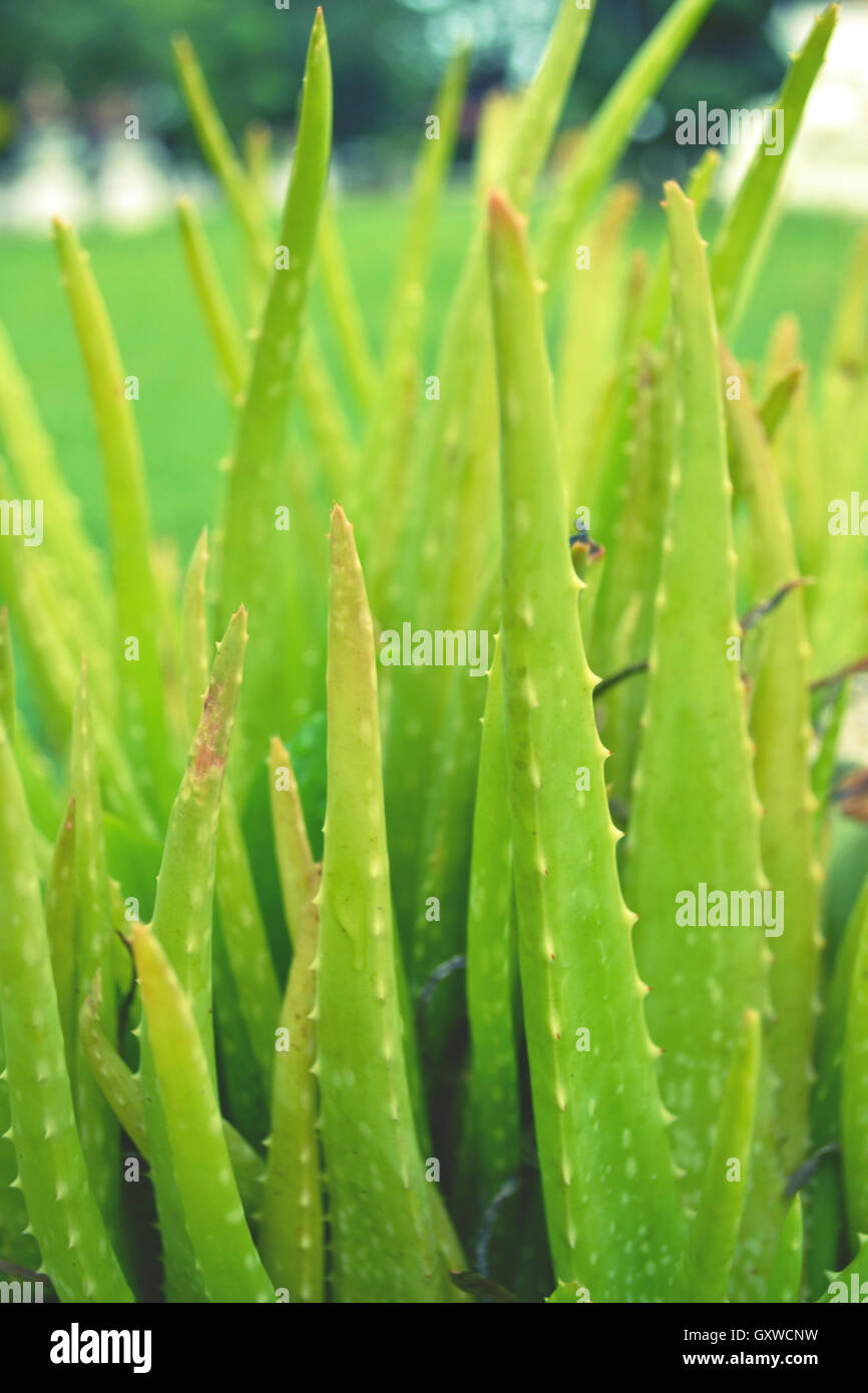 Grün-Aloe vera Stockfoto