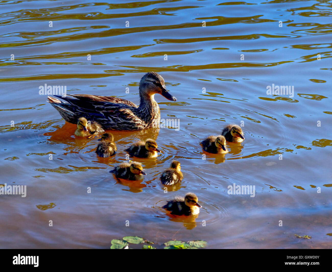 Neue Baby Entchen mit Mutter ist ein Zeichen des Frühlings. Mutter hält enge, wie sie die Welt erkunden Stockfoto