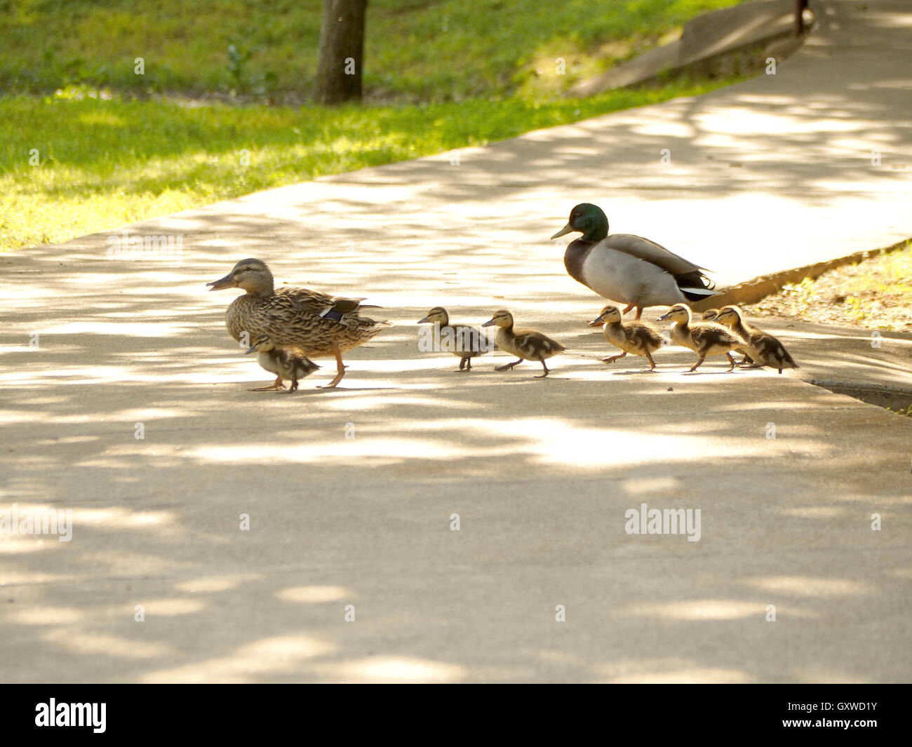 Familie von Stockenten in einem städtischen Park Spaziergang über den Gehweg Stockfoto