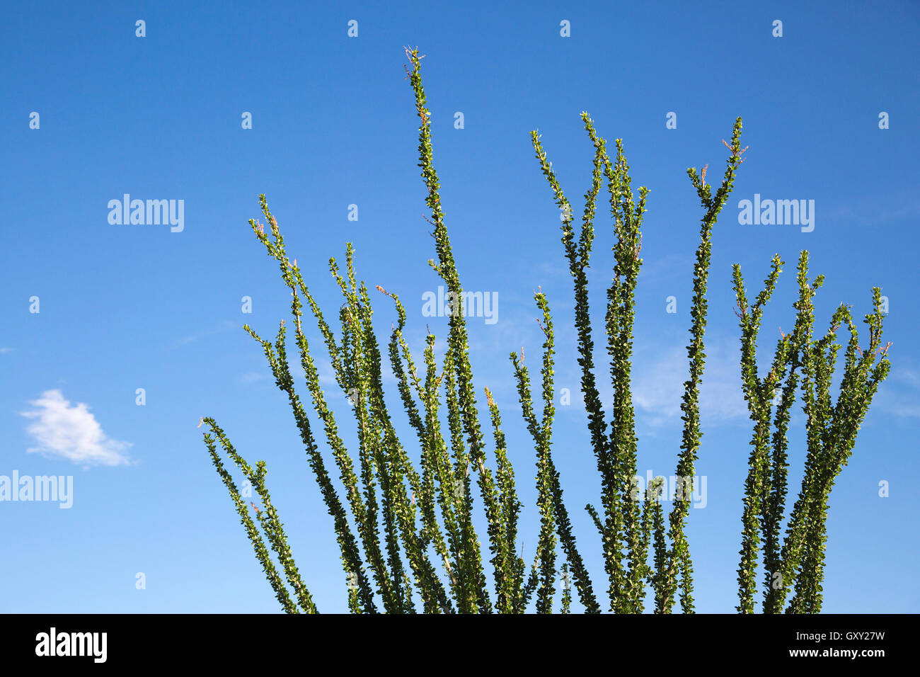 Ocotillo-Pflanze (Fouquieria splendens) in der Wüste Sonora Stockfoto