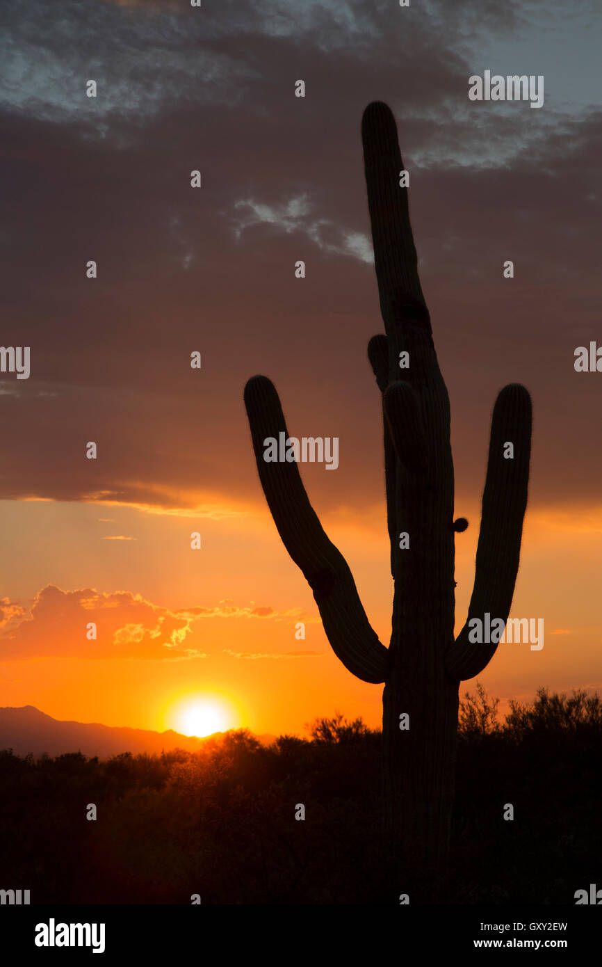 Saguaro Kaktus Silhouette (Carnegiea gigantea) bei Sonnenuntergang in Arizona Stockfoto