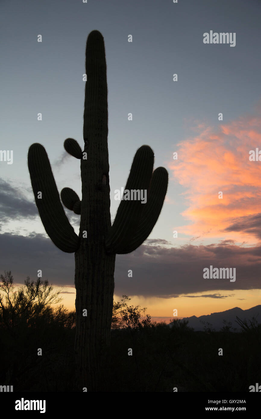 Saguaro-Kaktus-Silhouette (Carnegiea Gigantea) Stockfoto